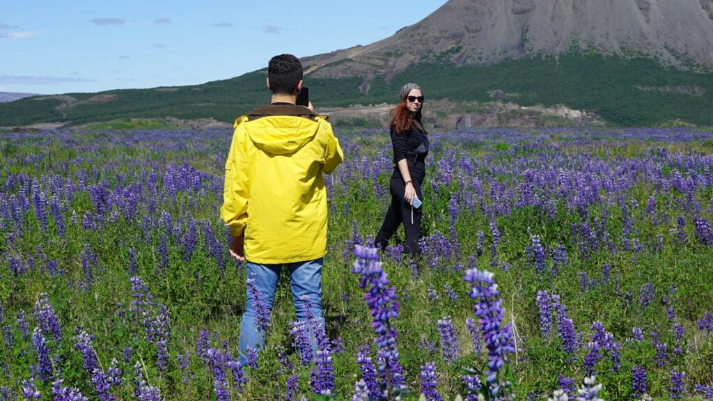 people in a lavender field