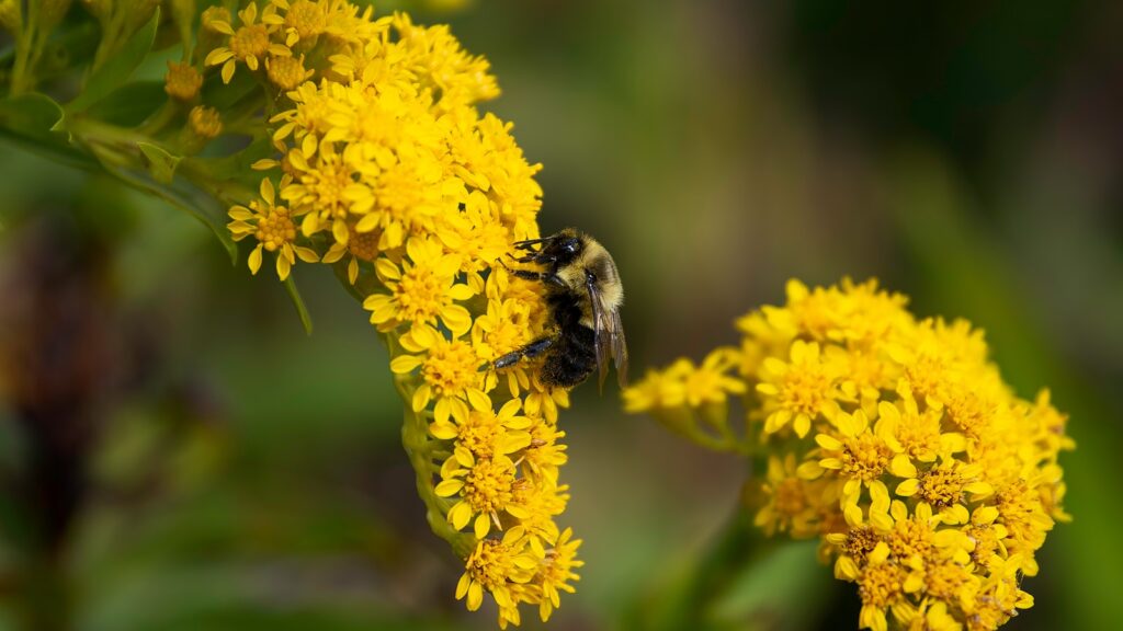 A bee is sitting on a yellow flower