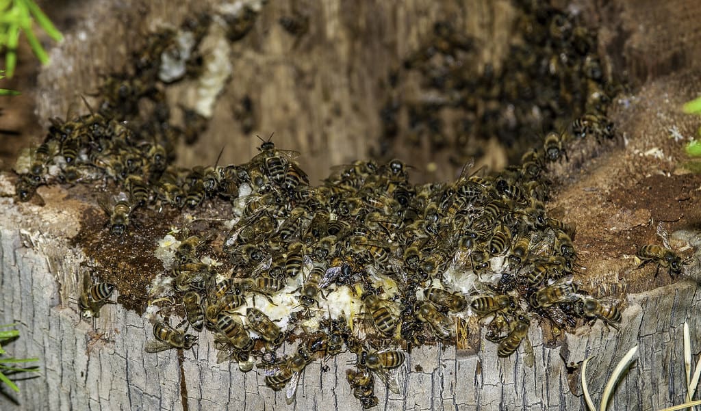 Bee Hive in progress