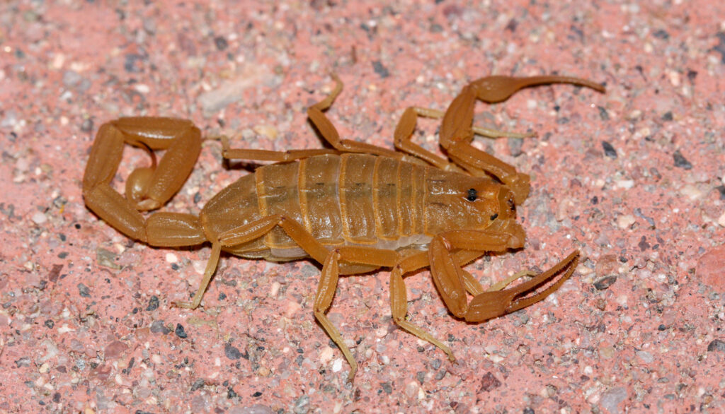 Centruroides sculpturatus 191624836