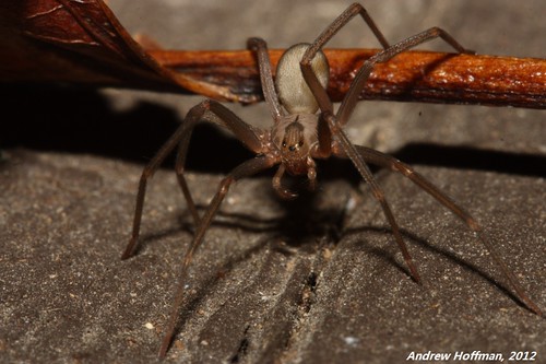 Loxosceles reclusa (Brown Recluse)