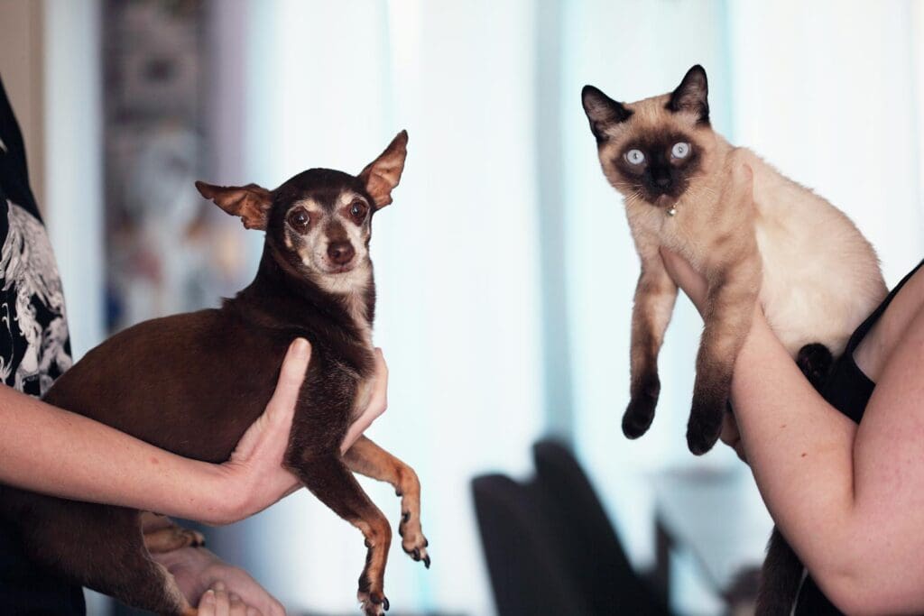 Chihuahua dog and Siamese cat being held indoors by their owners, capturing a cute pet moment.