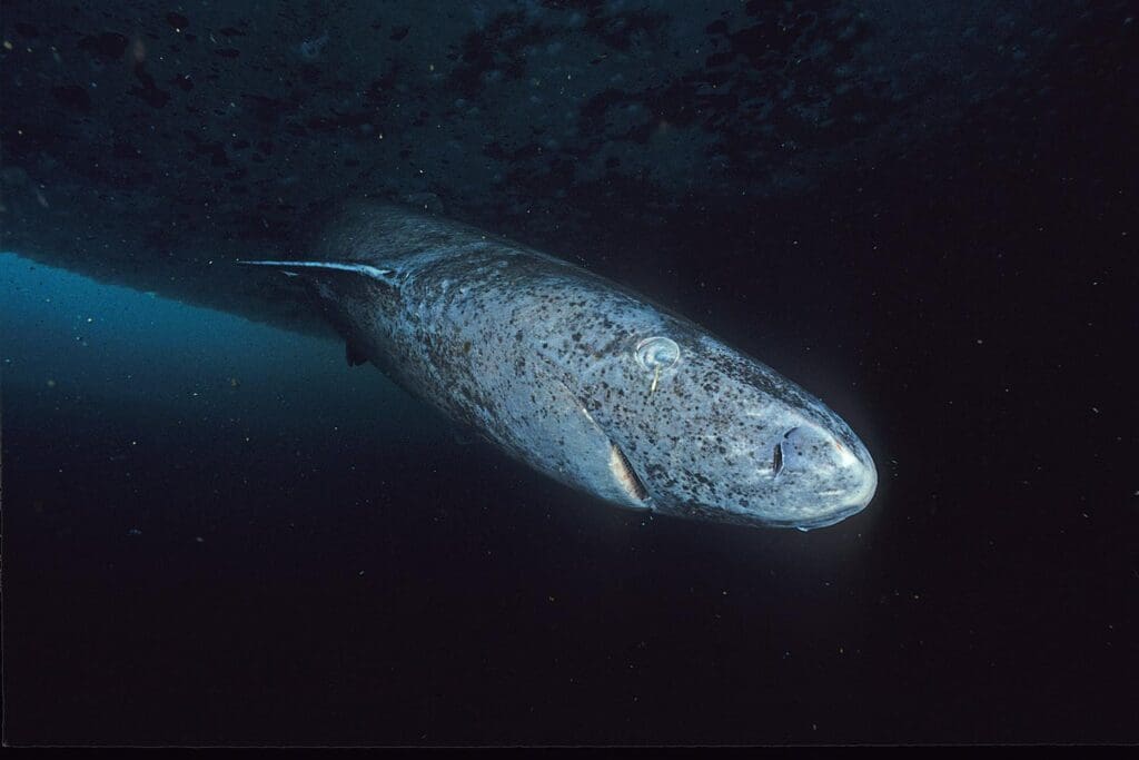 Greenland shark profile