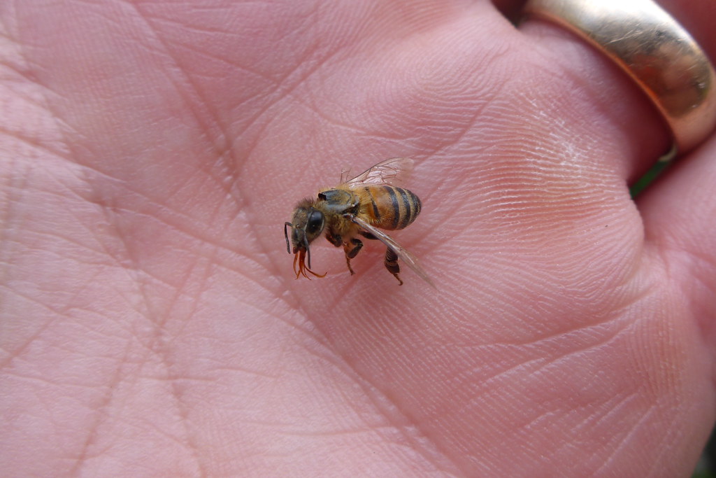 Africanized honey bee