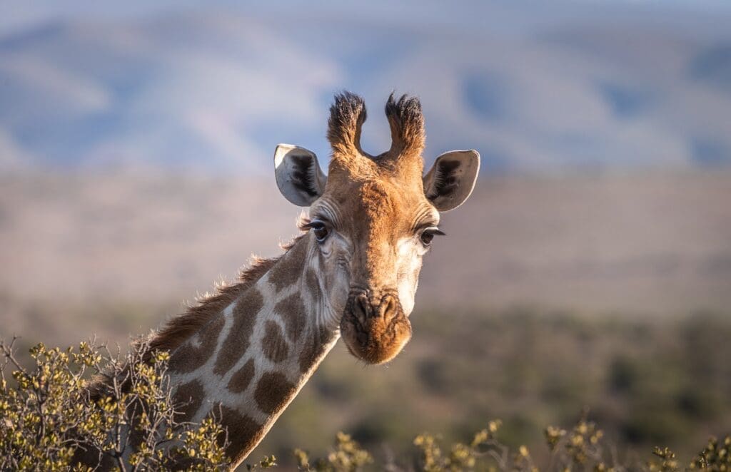 giraffe, animal, nature