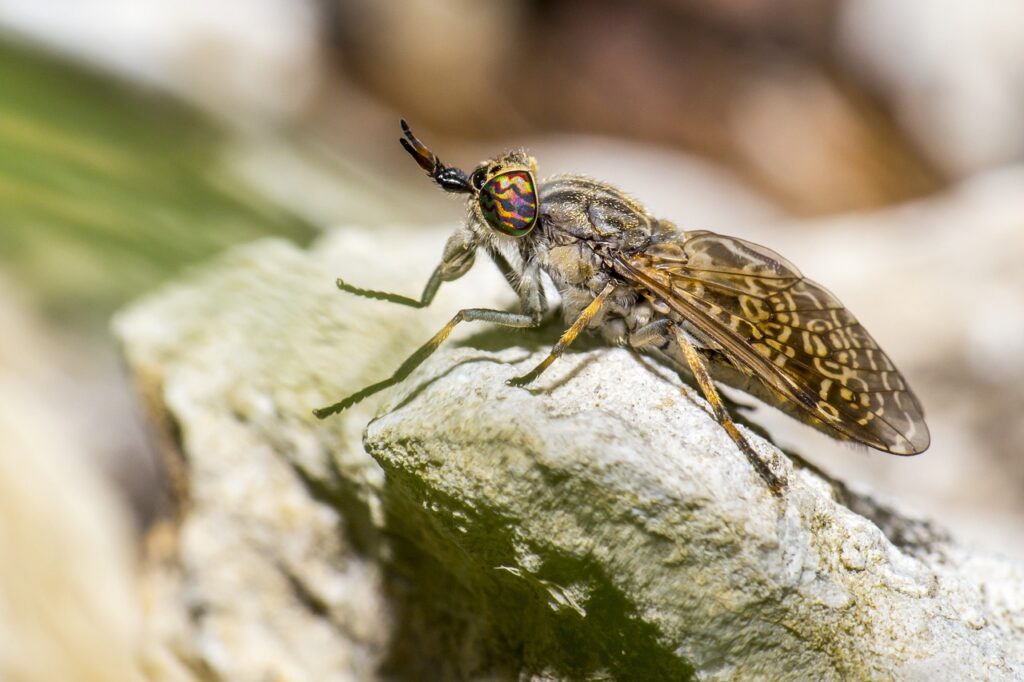 gadfly, botfly, horsefly