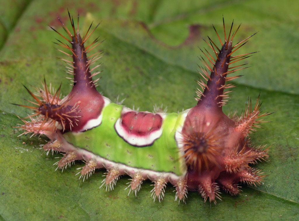 Saddleback Caterpillar