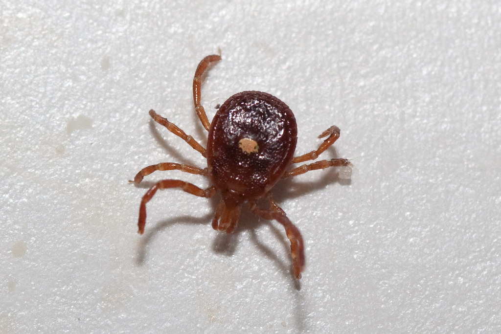 Lone Star Tick, Paynetown SRA, Monroe County IN