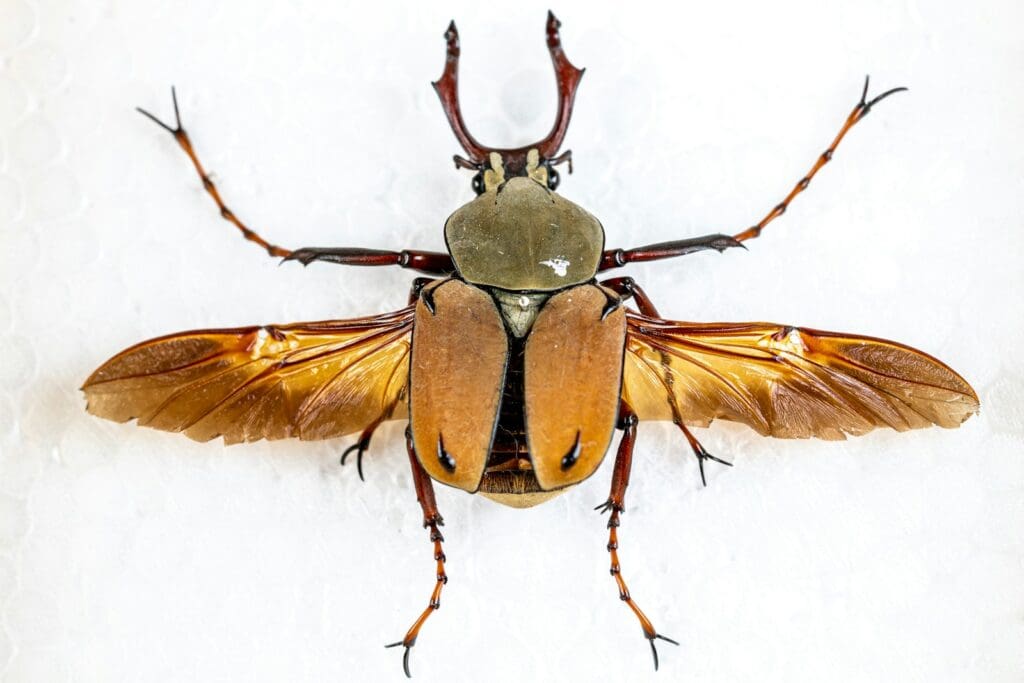 a bug that is sitting on a white surface