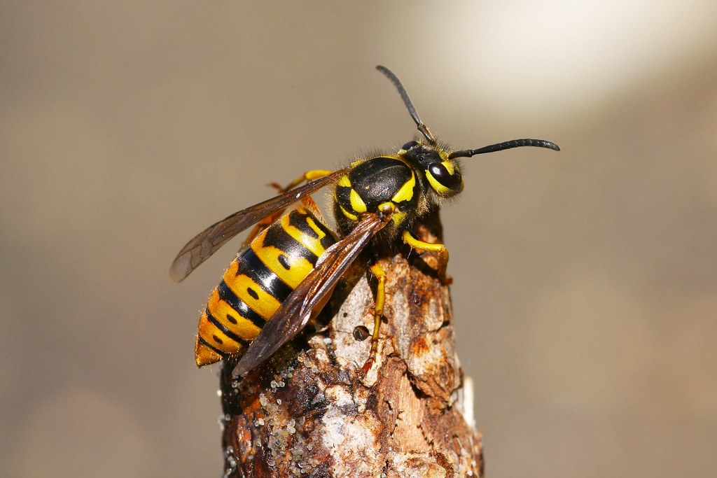 Eastern Yellow Jacket Queen (Vespula maculifrons)