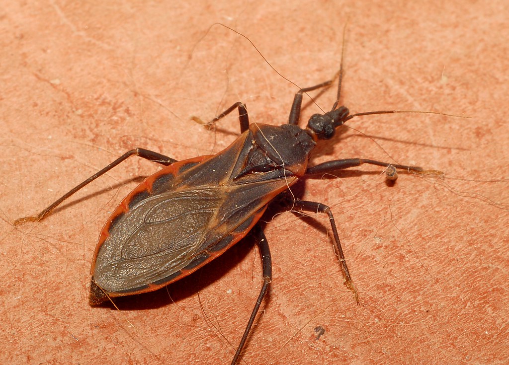 Kissing Bug (Triatoma sp.)