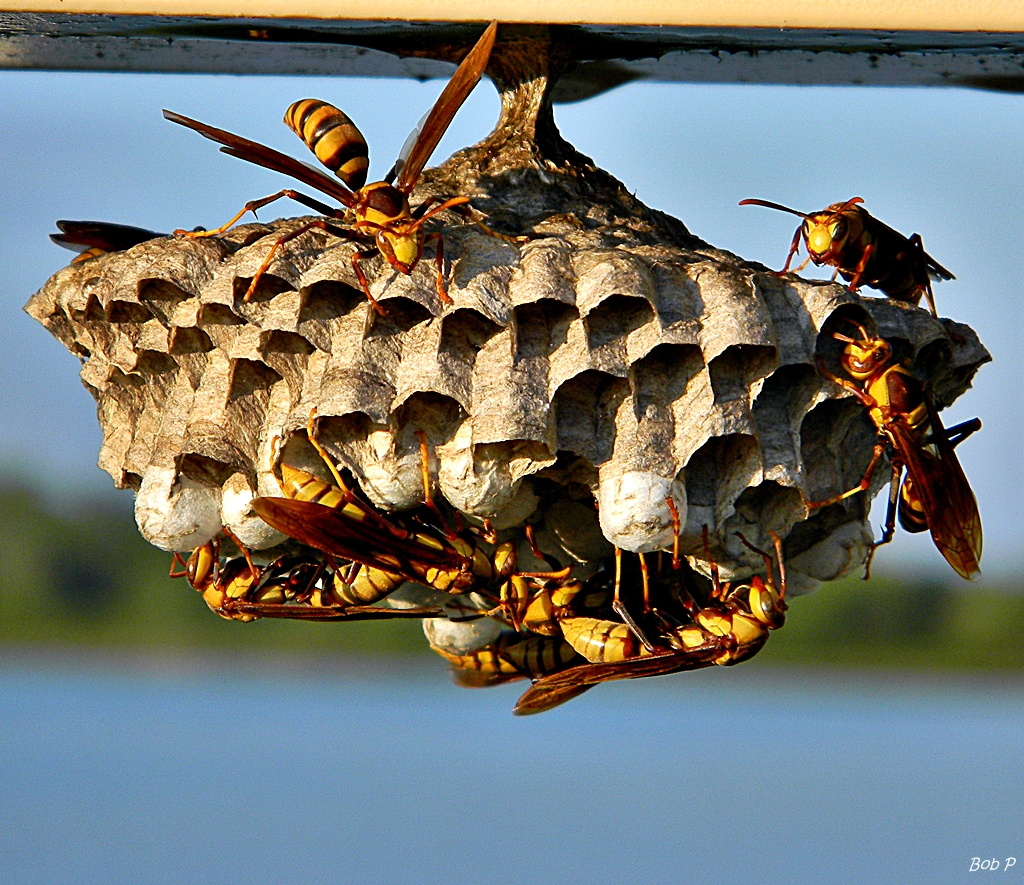 Paper Wasp (Polistes major)