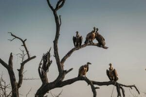 five vulture birds standing on bare tree