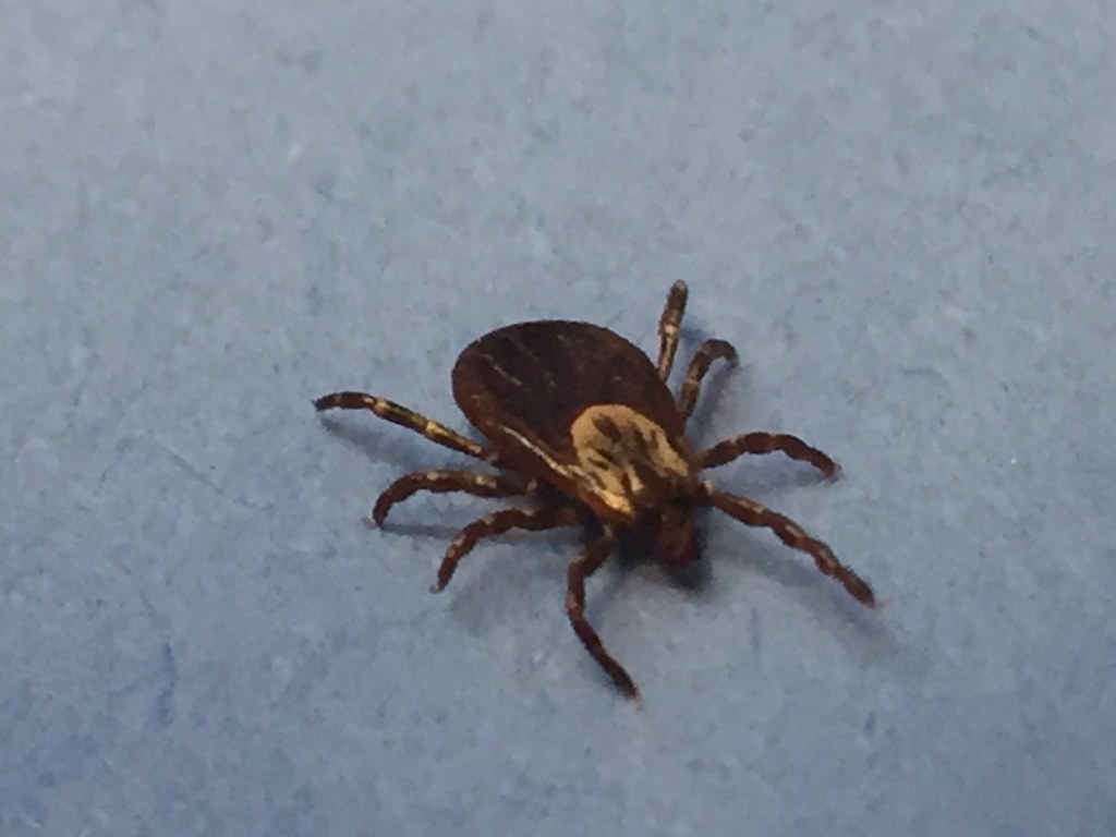 Female Dog Tick