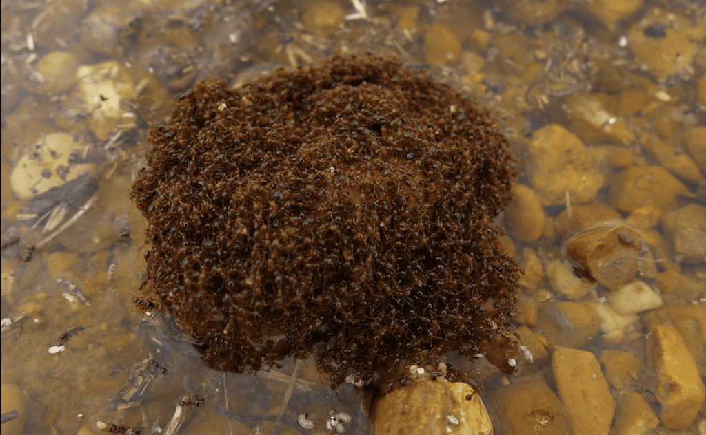 a fire ant ball