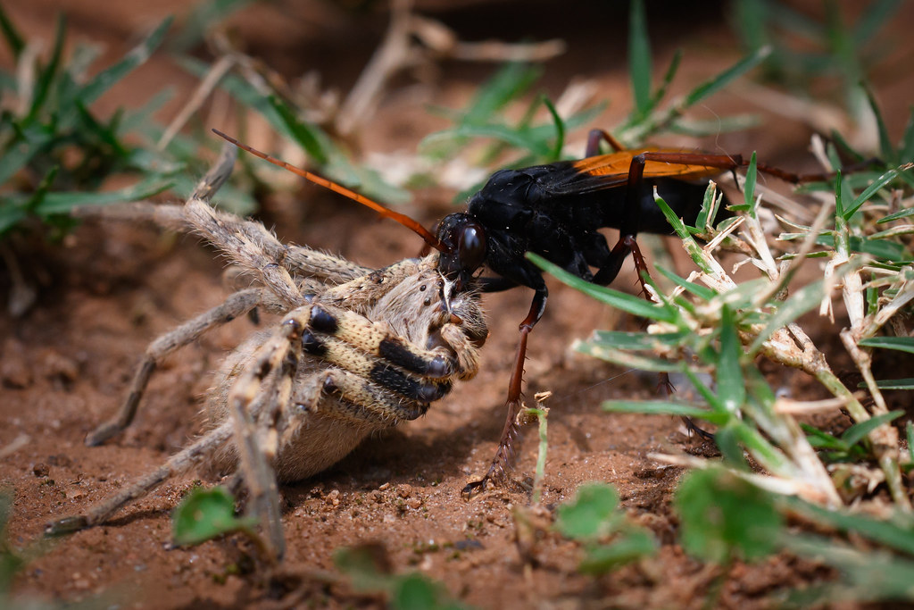 Spider vs Wasp