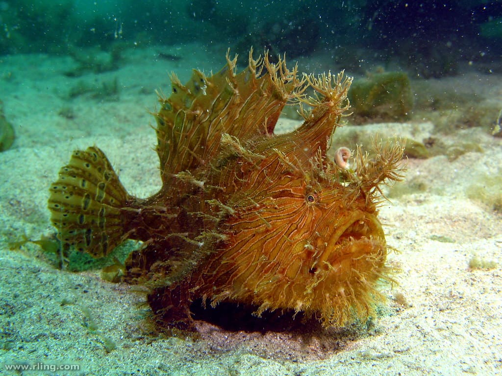 Striped Anglerfish