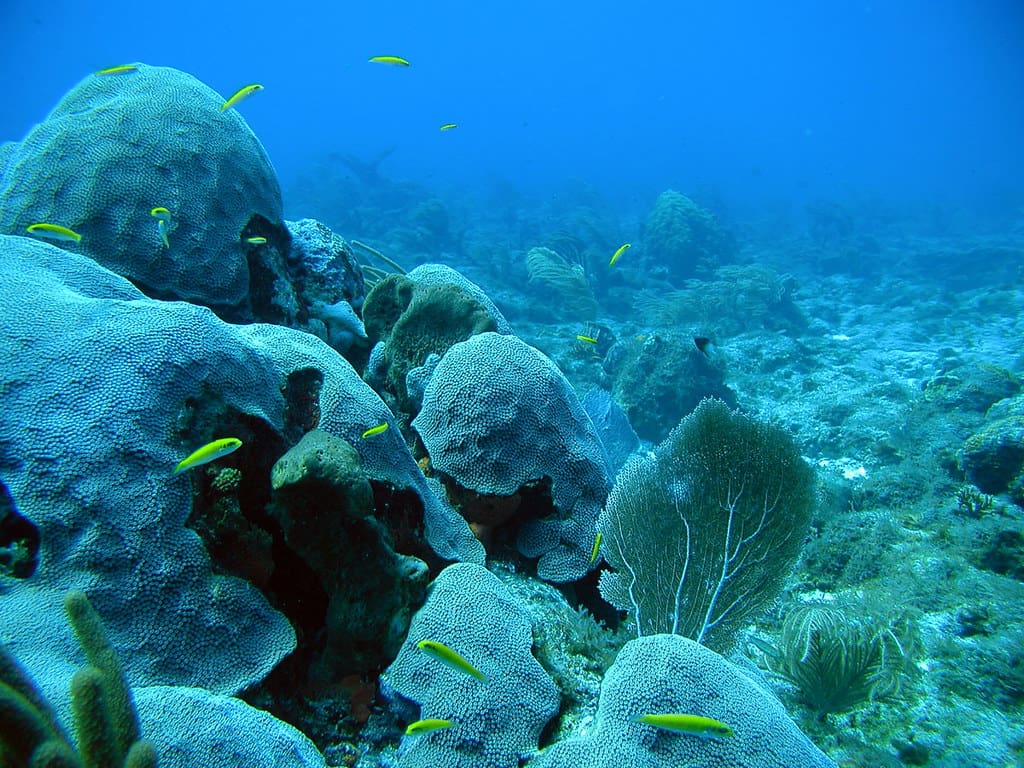 Coral Reef