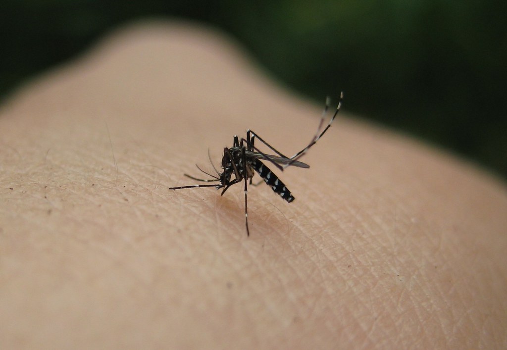 asian tiger mosquito closer