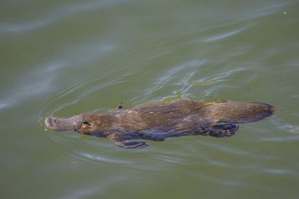 Duck-billed platypus (Ornithorhynchus anatinus) Scottsdale 2