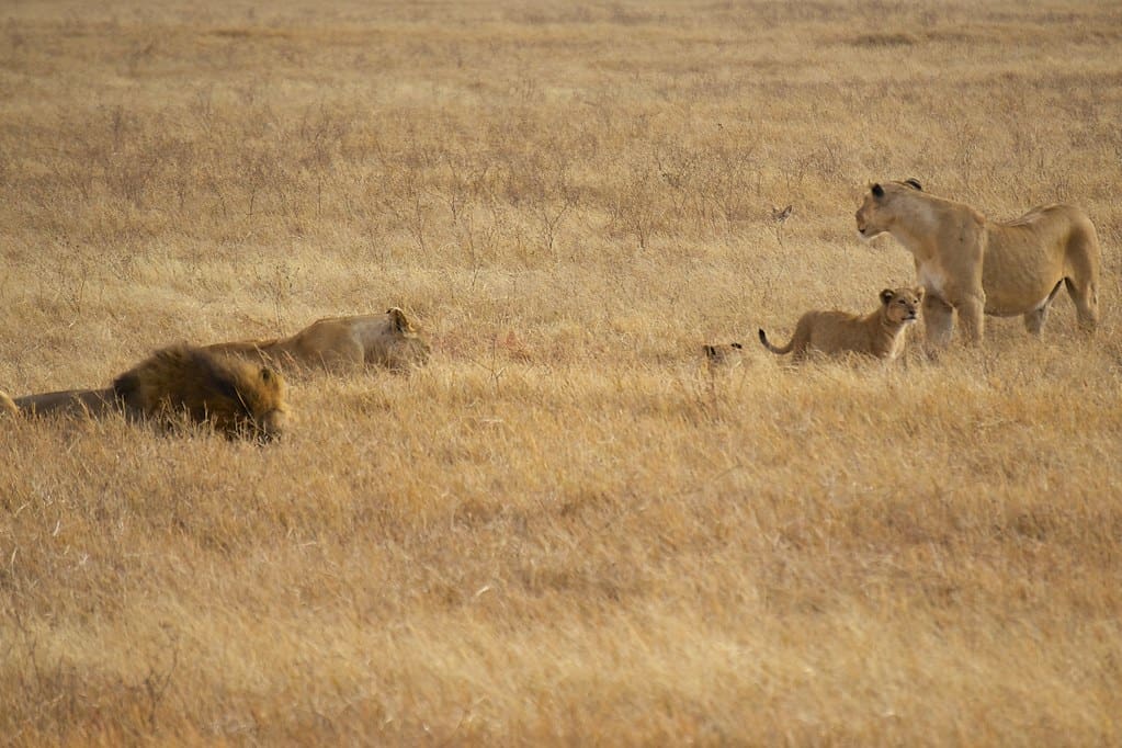 African safari, Aug 2014 - 029