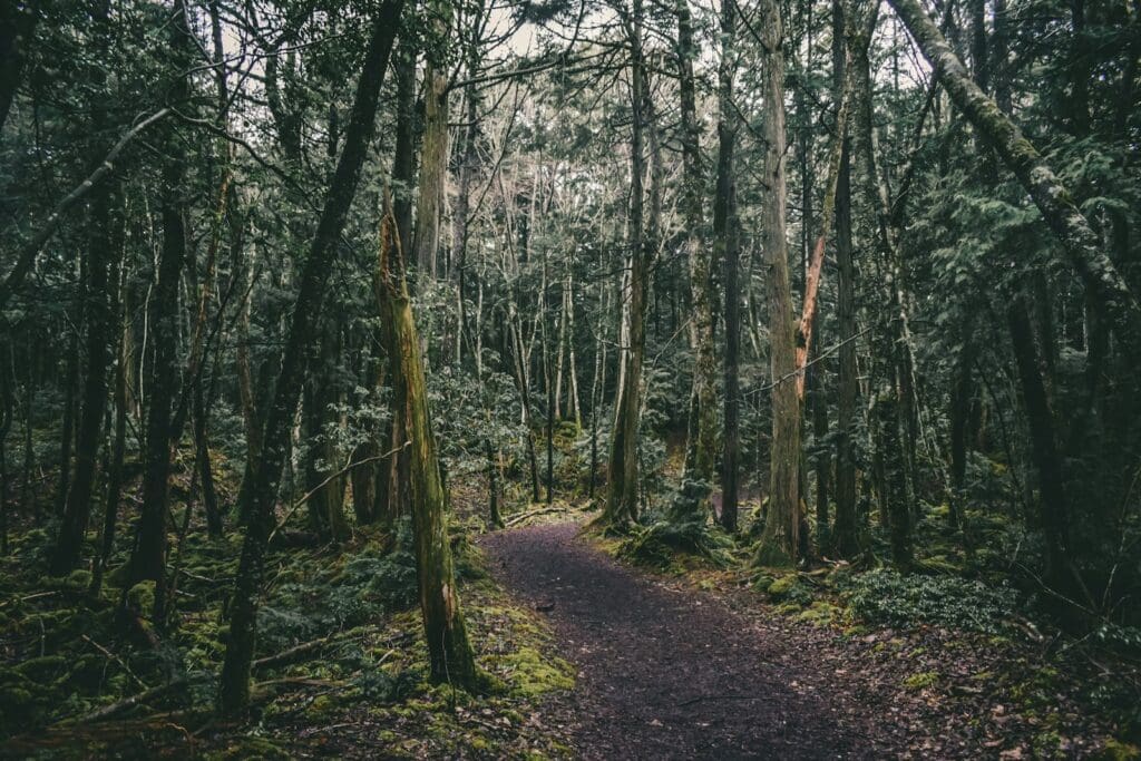 brown trees on brown soil