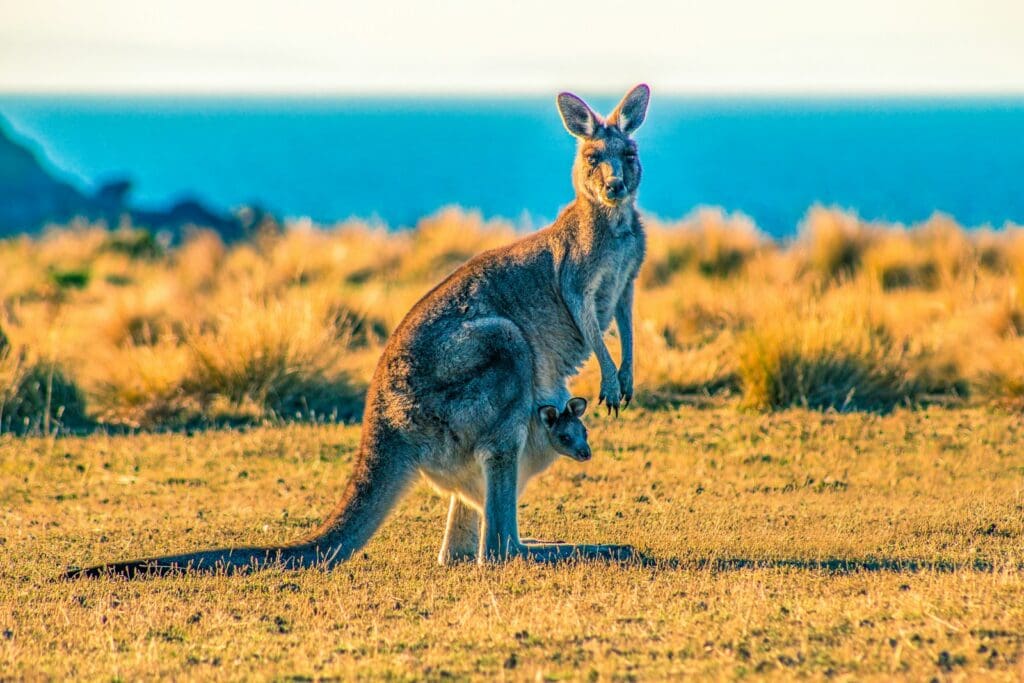 kangaroo with joey on grass field during day