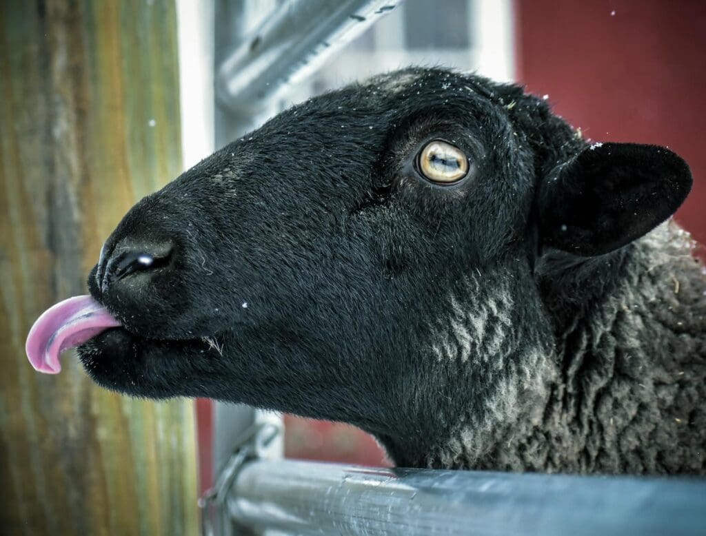 Charming close-up of a black sheep sticking out its tongue, perfect for animal farming themes.