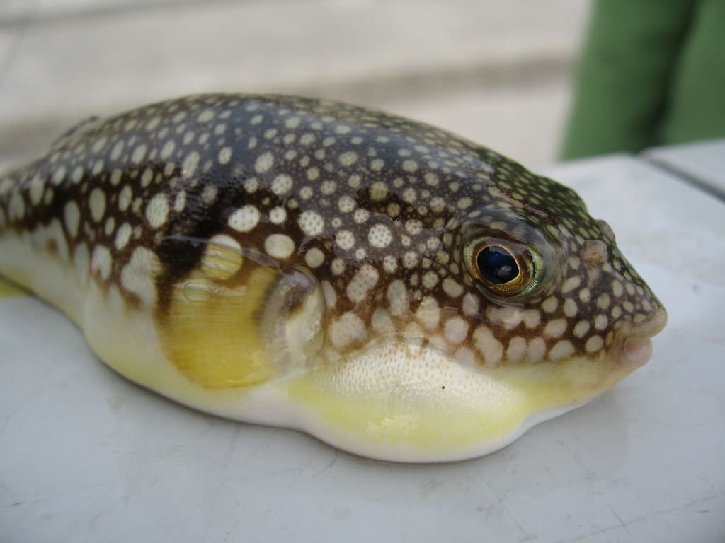 Little FUGU