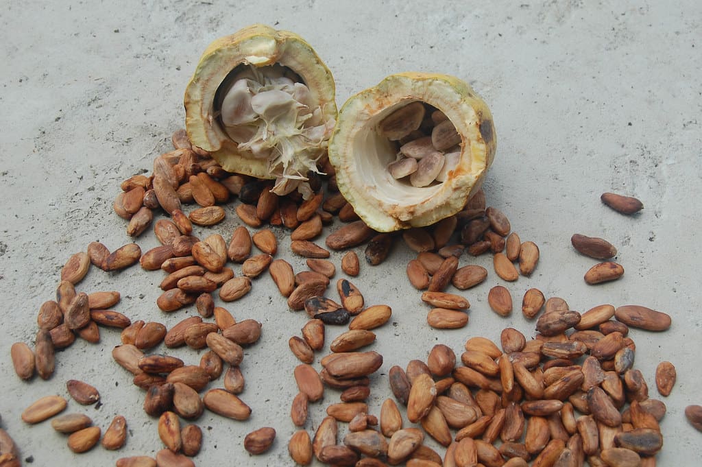Cacao