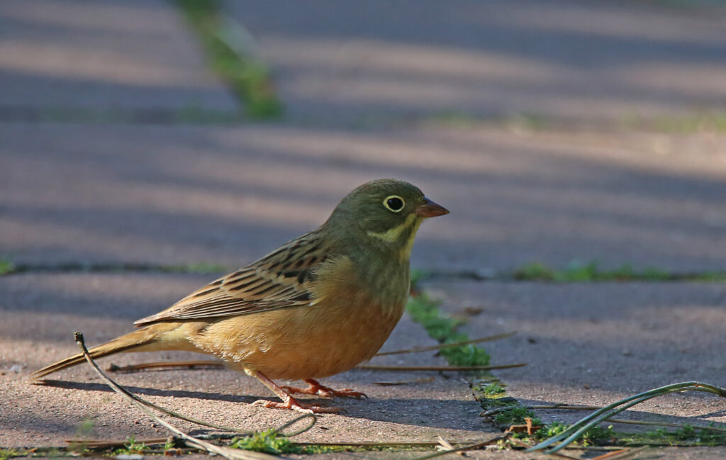 Male Ortolan Emberiza hortulana seeks food on the ground