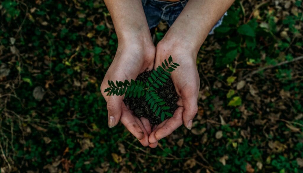 plant in someone's hands