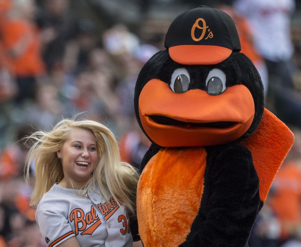 The Oriole Bird 2014