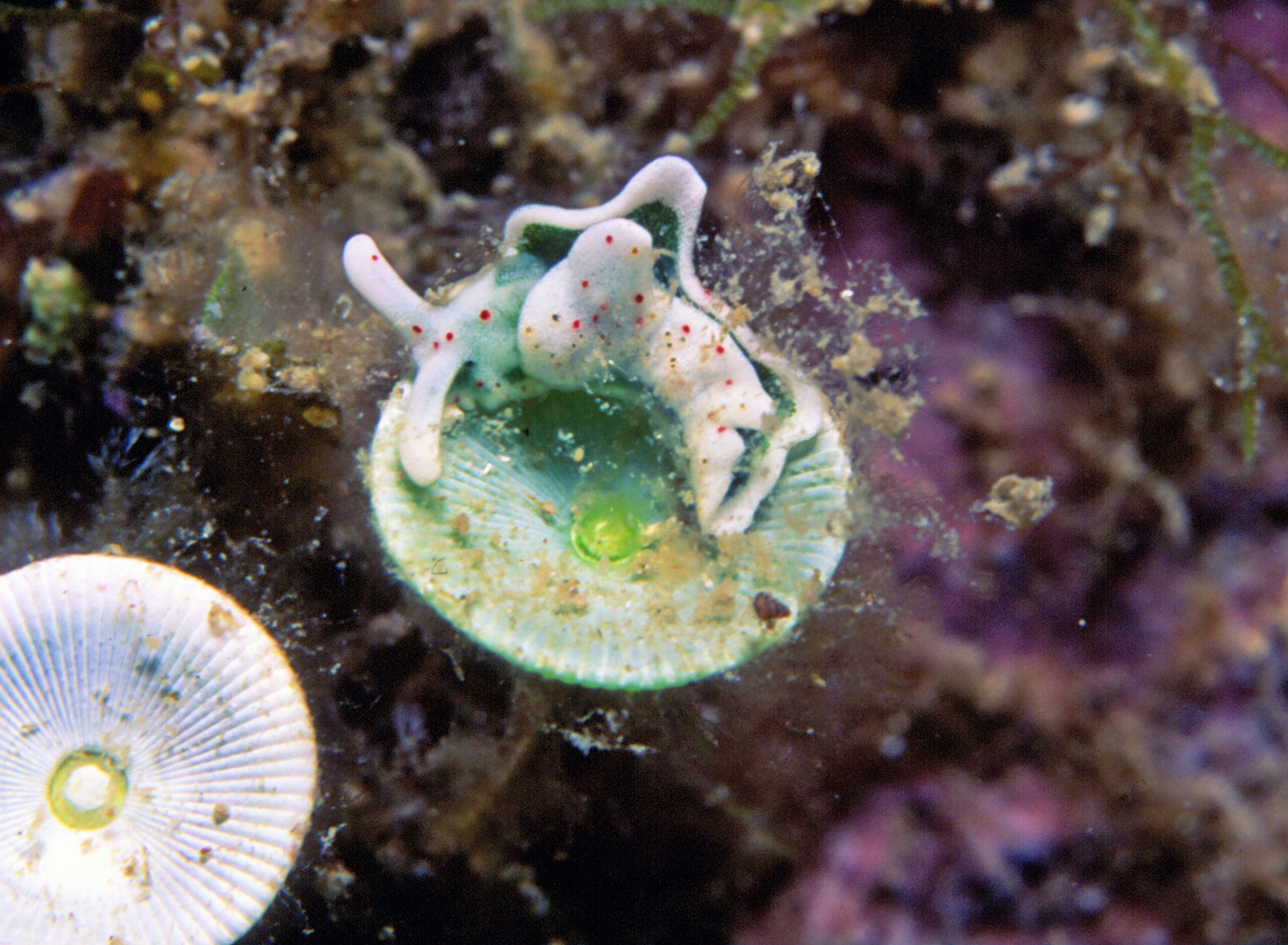 File:Elysia timida (Risso, 1818) sur Acetabularia acetabulum (Linnaeus).jpg