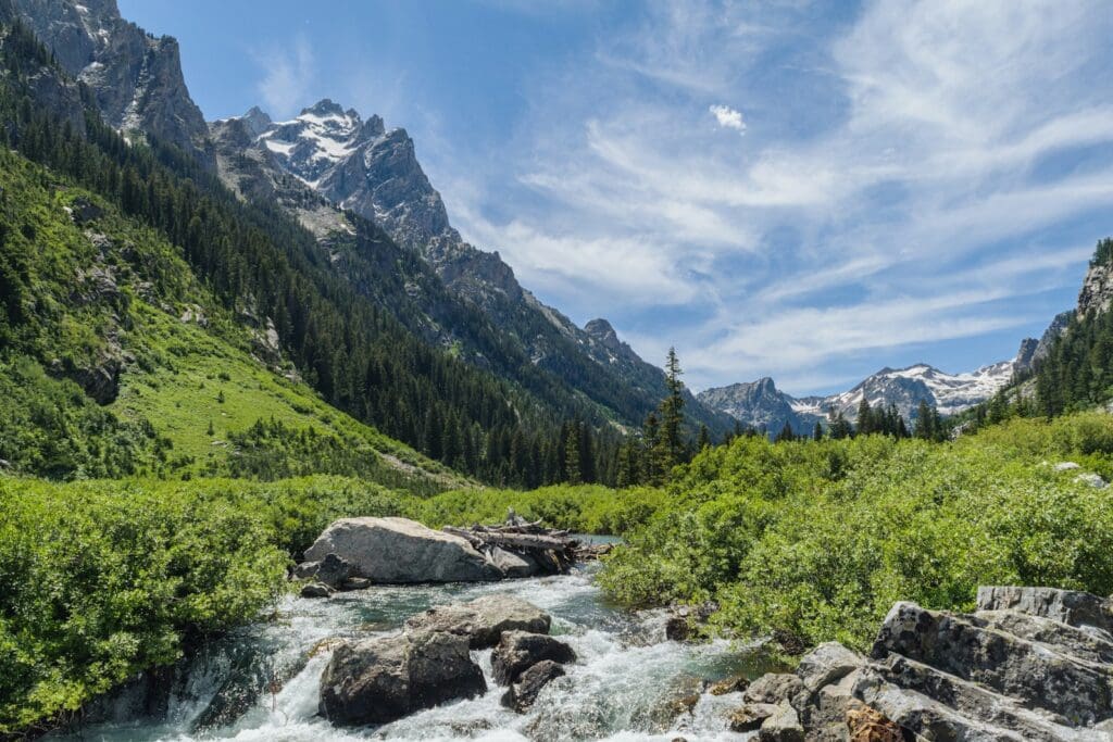 a river running through a lush green forest