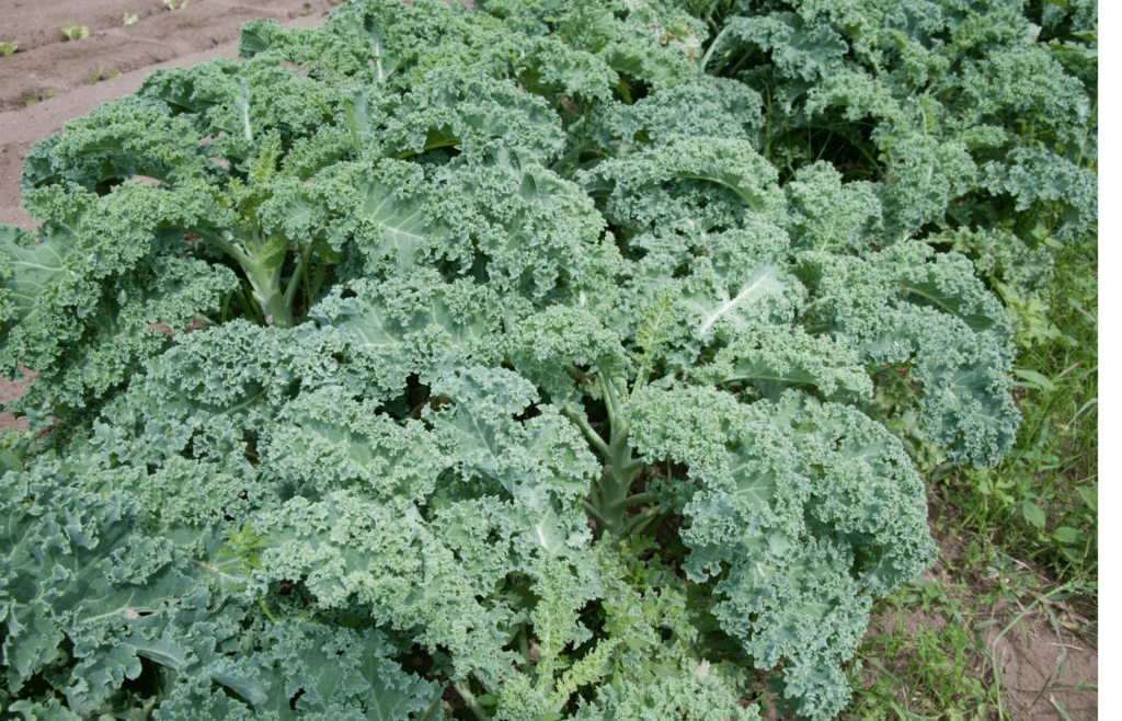 Fresh curly kale growing in garden