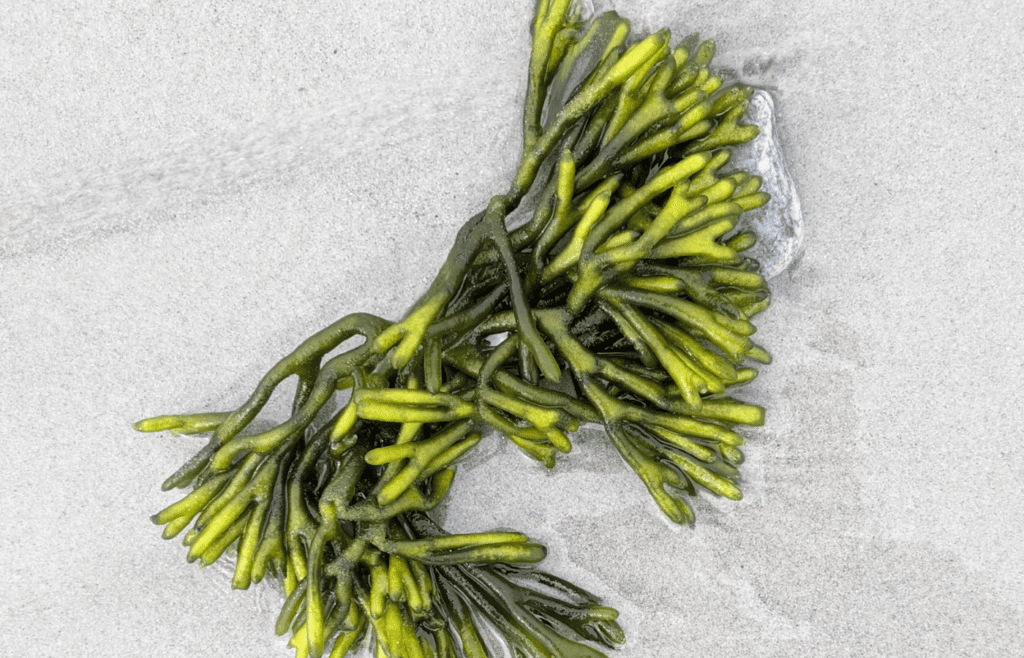 A bunch of seaweed laying on the sand
