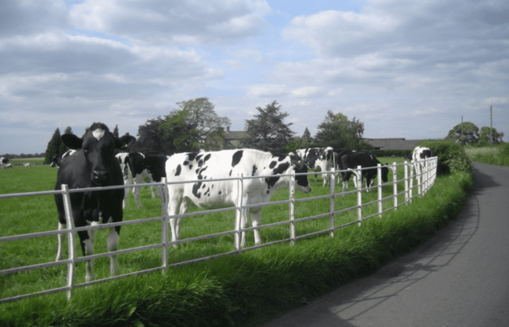 Livestock at Farm