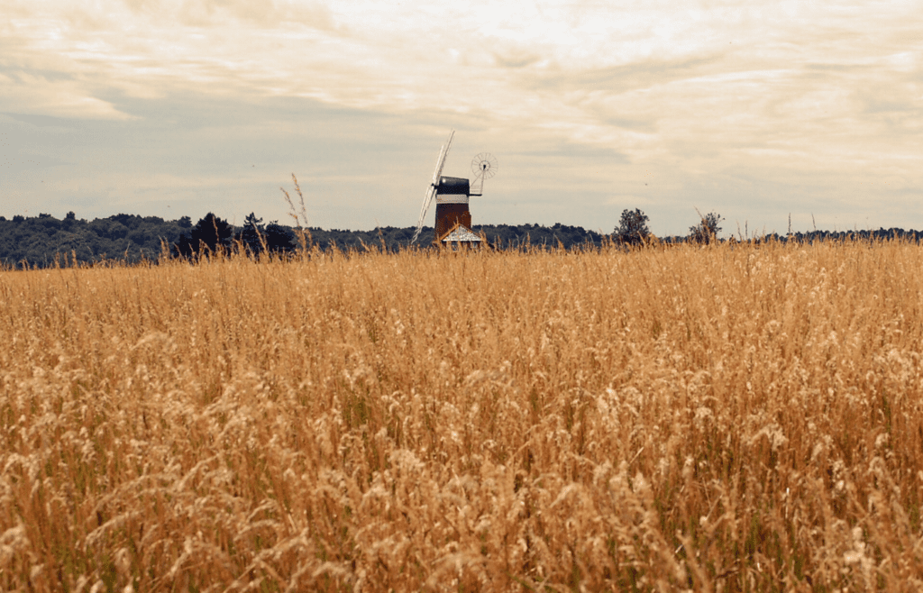 Barley field and Windmill