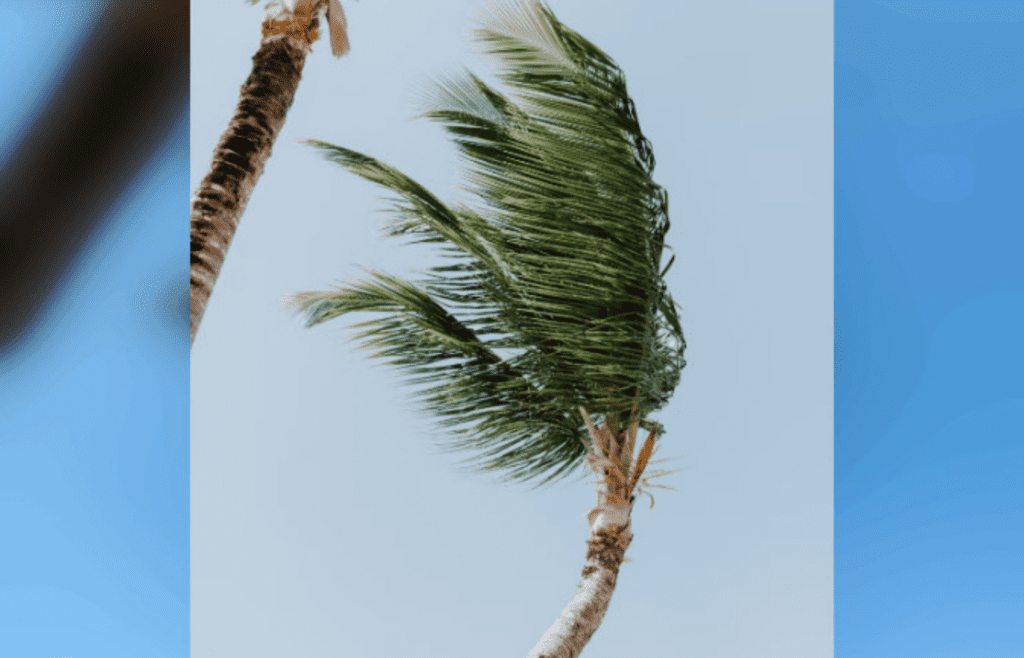 Palm tree standing firm in heavy wind