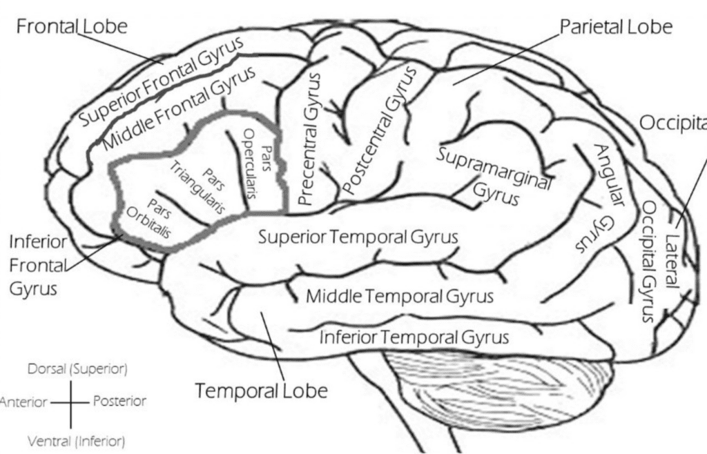Brain diagram with labeled sections