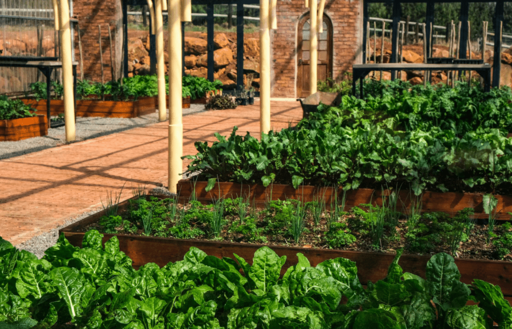 Wooden raised garden beds filled with vegetables and herbs
