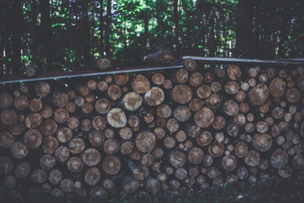Stacked cut tree logs in a forest setting