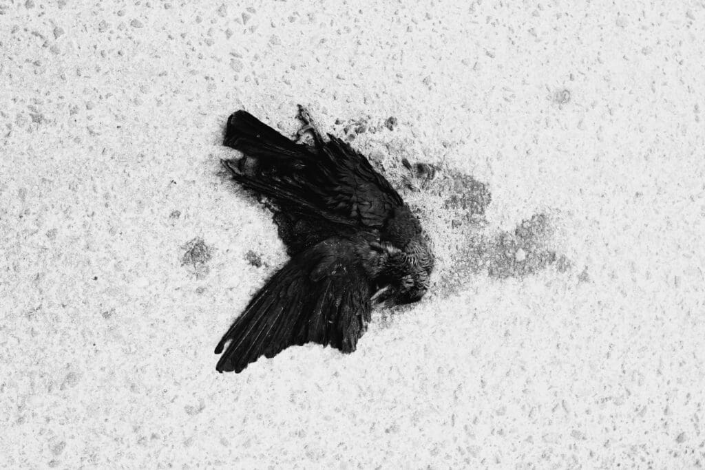 Dead Bird on a Pavement