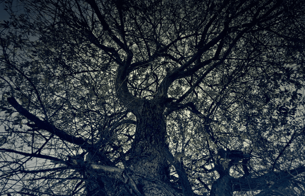 A dramatic spotlight shining upward onto a tall tree