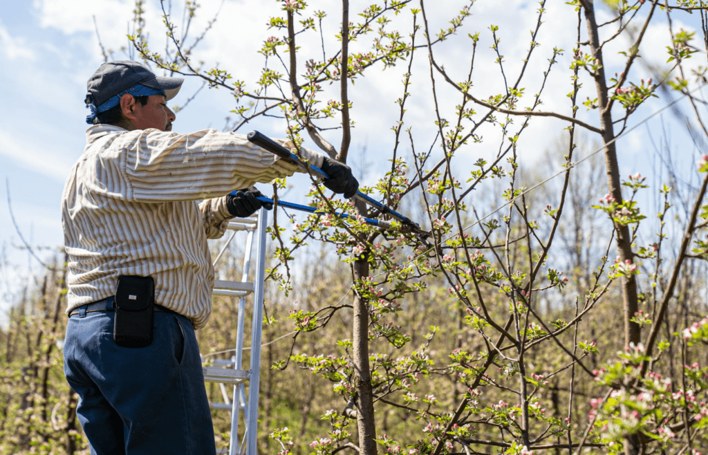 A person trimming branches with garden shears