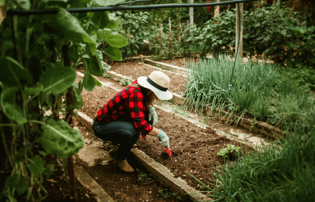 A backyard garden bed filled with seedlings