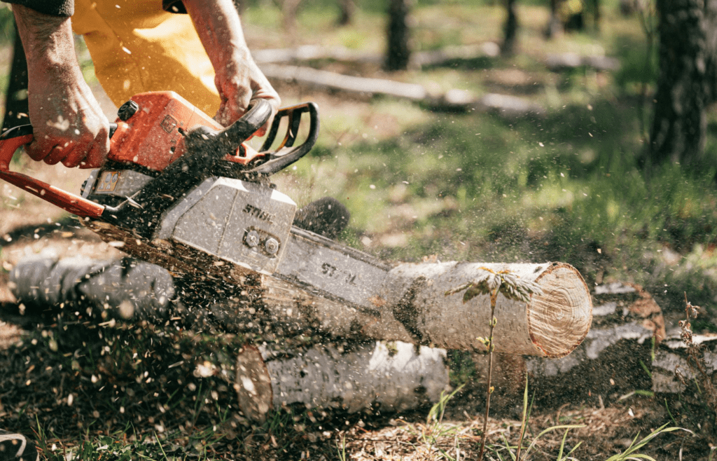A person using a pole saw to cut tree limbs