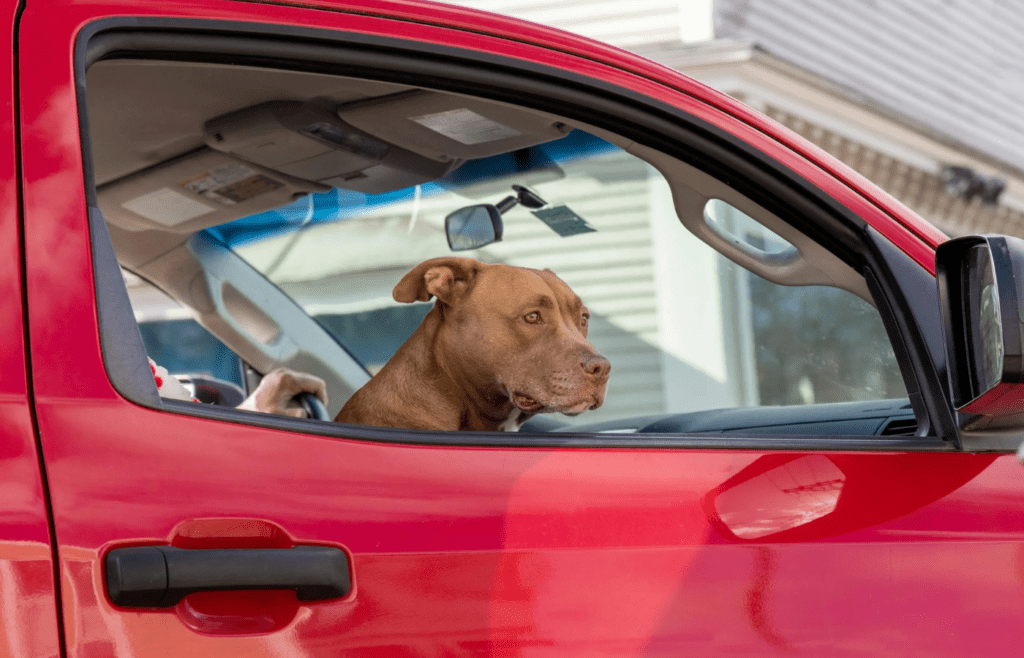 A dog in a car looking out the window