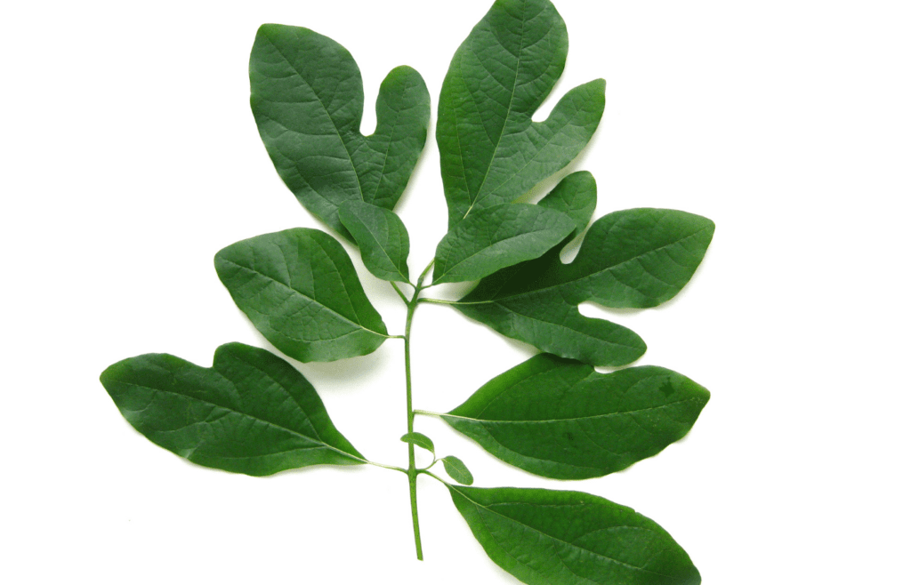 Sassafras Leaves